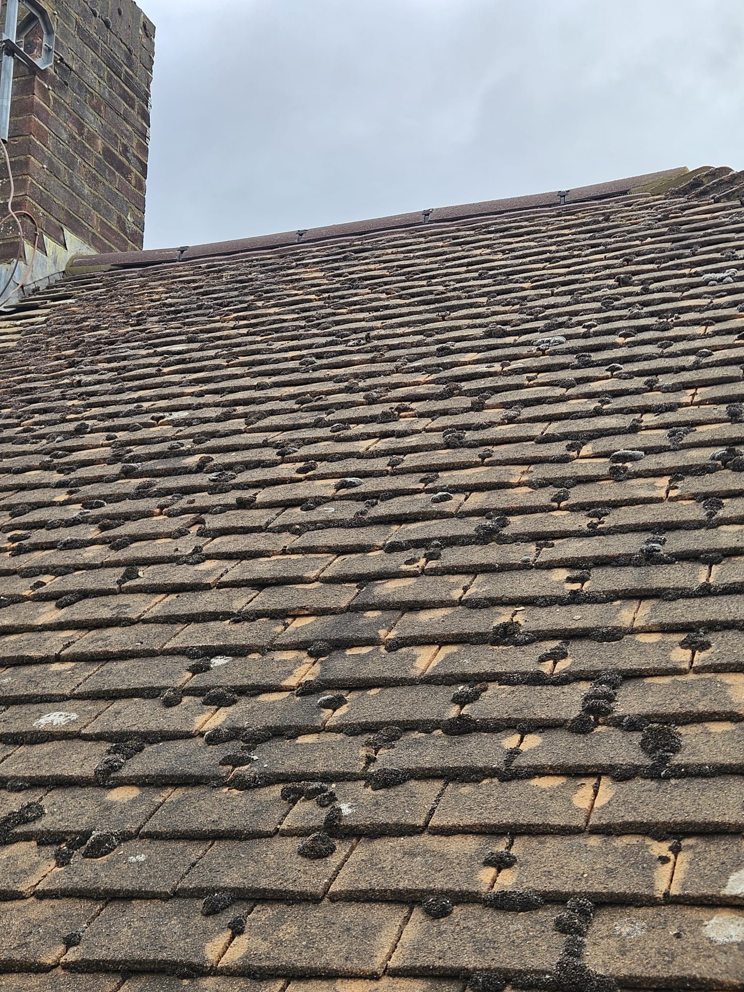 Moss covered concrete roof tiles on a Surrey house before roof cleaning